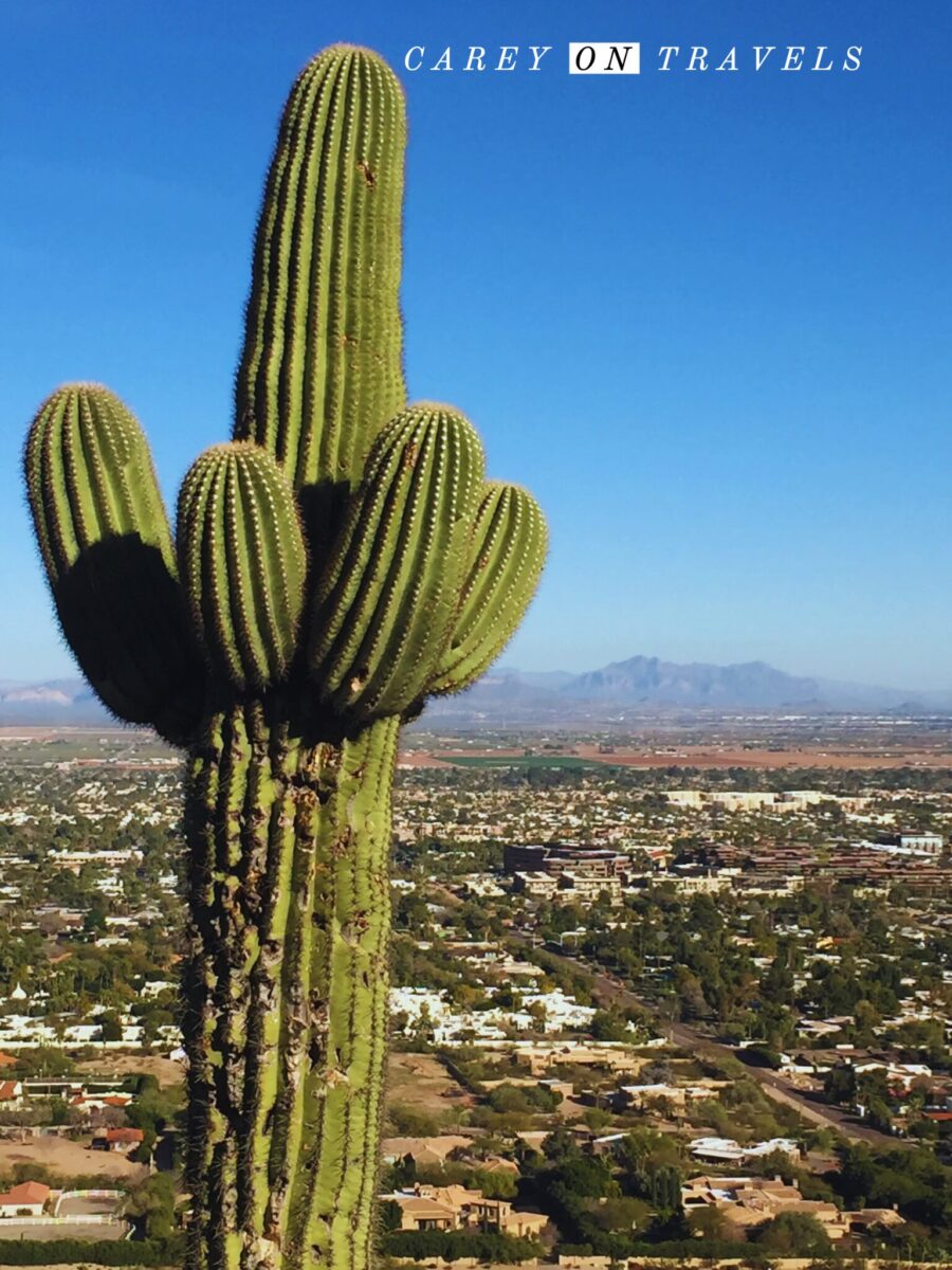 Weekend in Phoenix Cactus