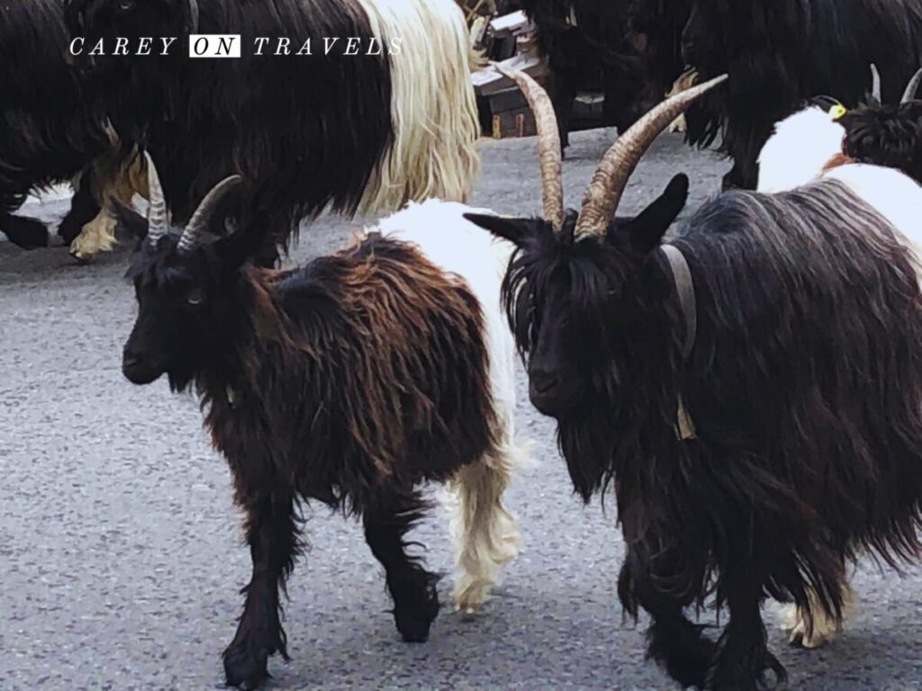 Zermatt Summer Valais Blackneck Goat Procession
