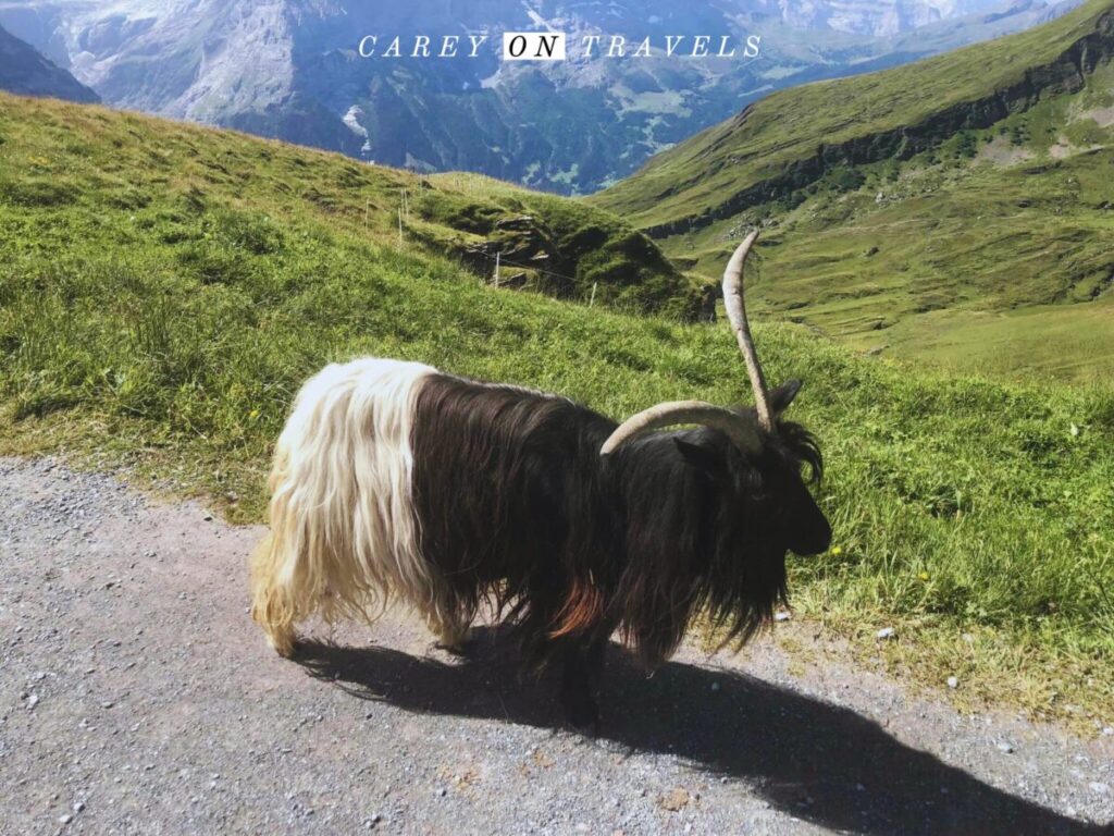 Grindelwald family adventure vacation Goat on the way to the Bachalpsee