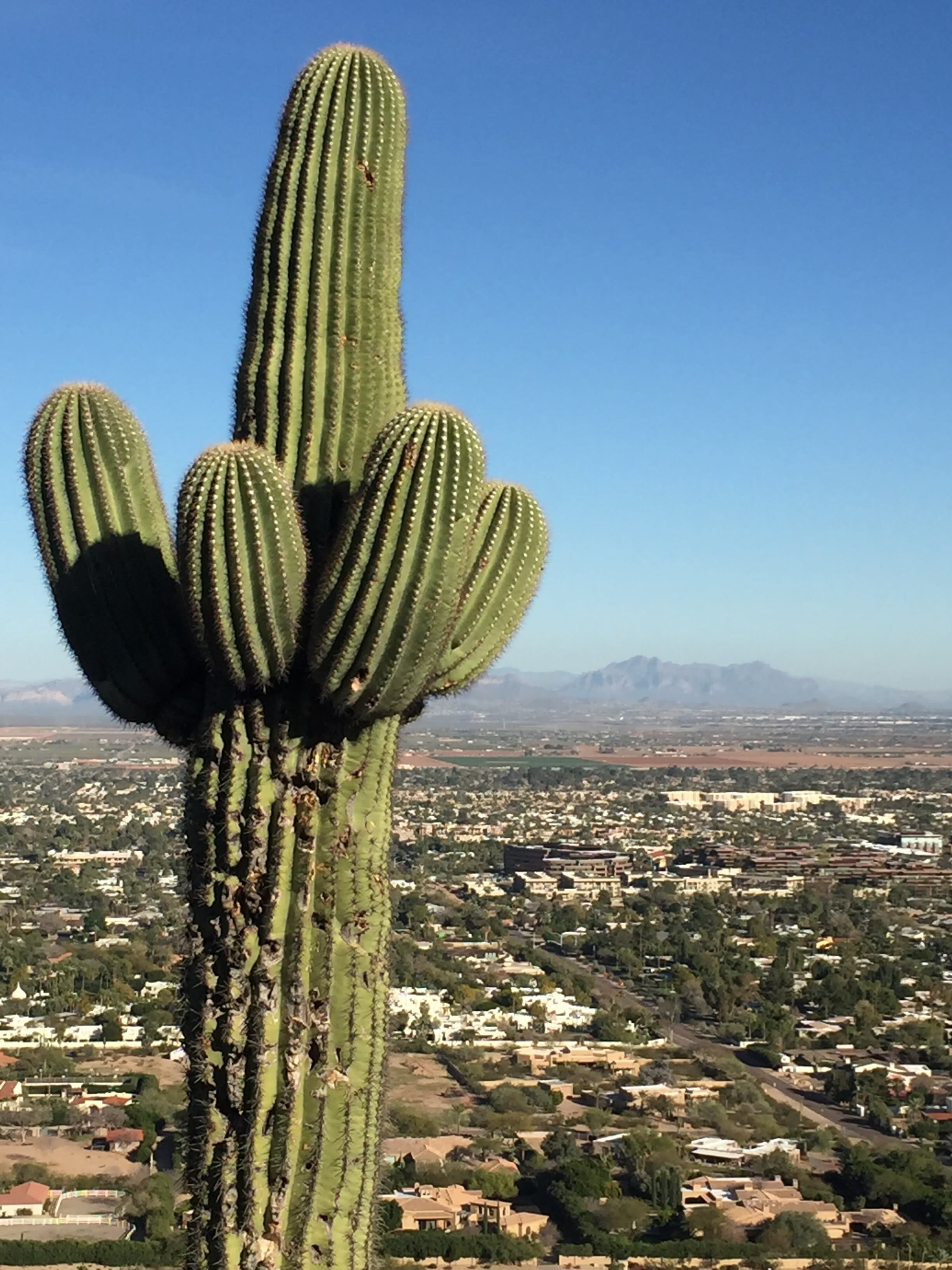 Weekend in Phoenix Cactus