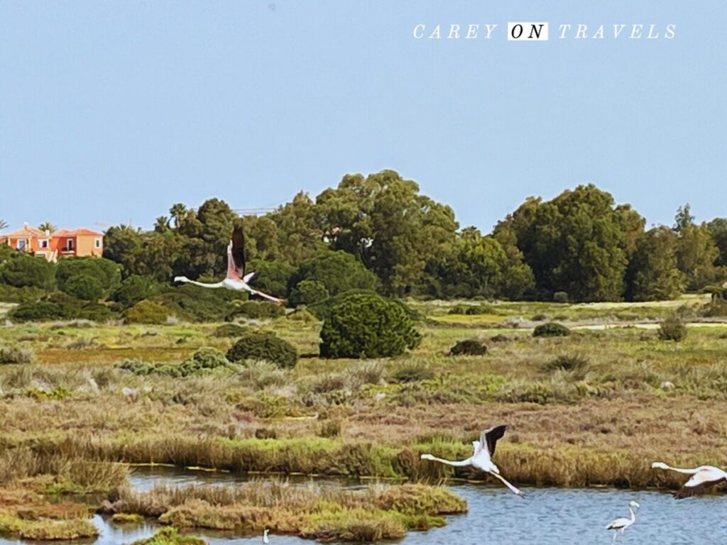 Spring Vacation Algarve Flamingos at Rio Formosa Natural Park
