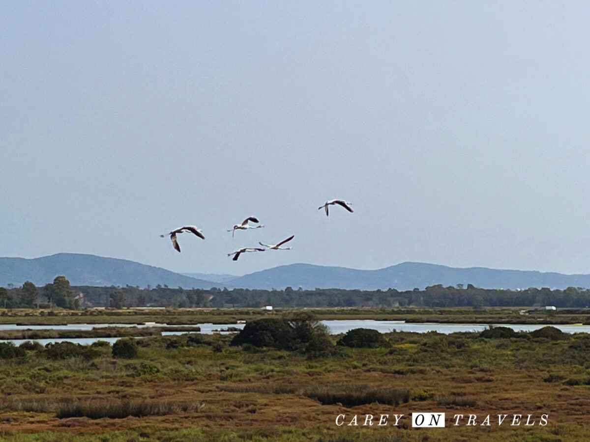 Flamingos in Rio Formosa Algarve spring vacation