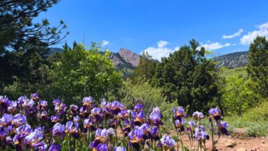 Irises with a view over the Flatirons in Boulder