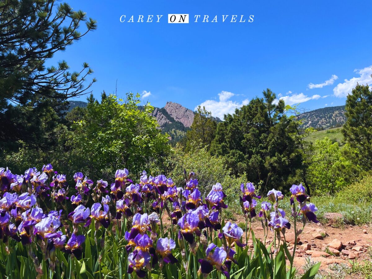 Irises with a view over the Flatirons in Boulder