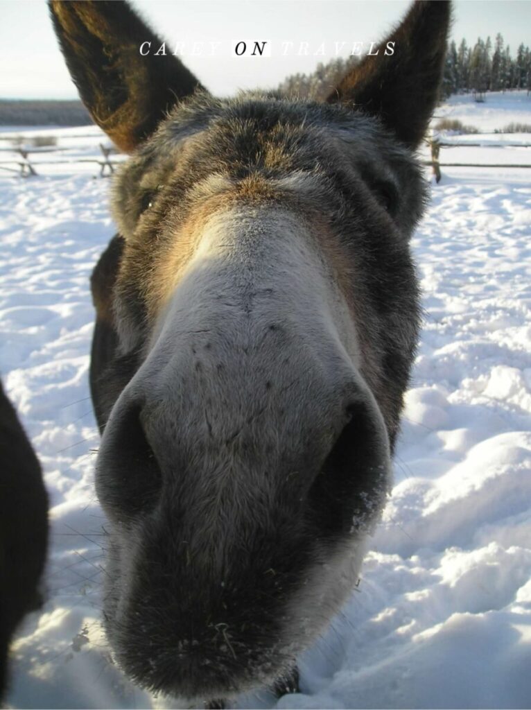 Visiting the horses before a Devil's Thumb Sleigh ride