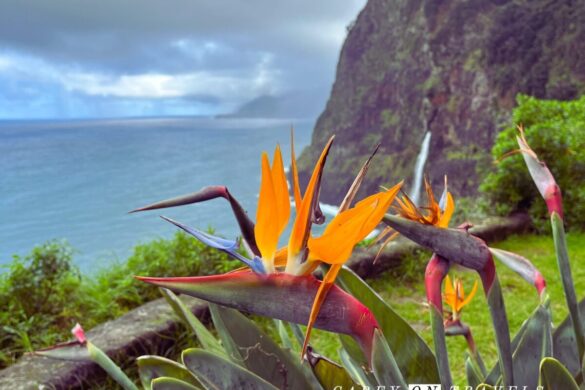 Best time to visit Madeira Portugal