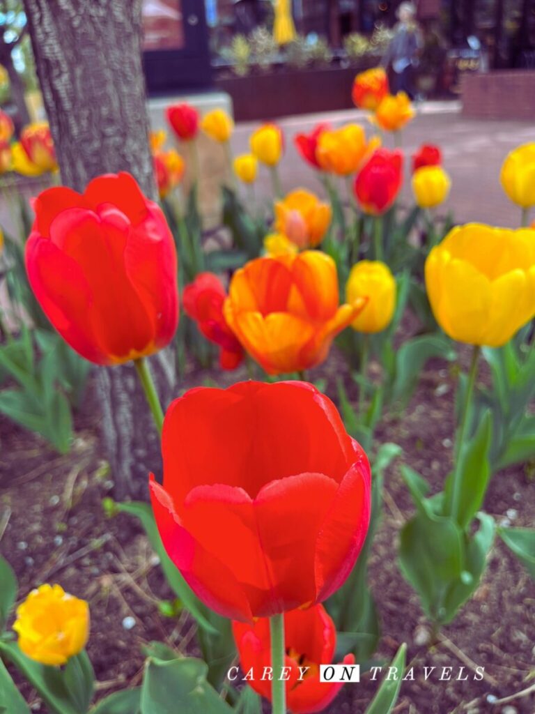 Pearl Street Tulips