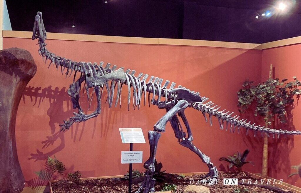 Museum of Western Colorado: Dinosaur Journey Museum