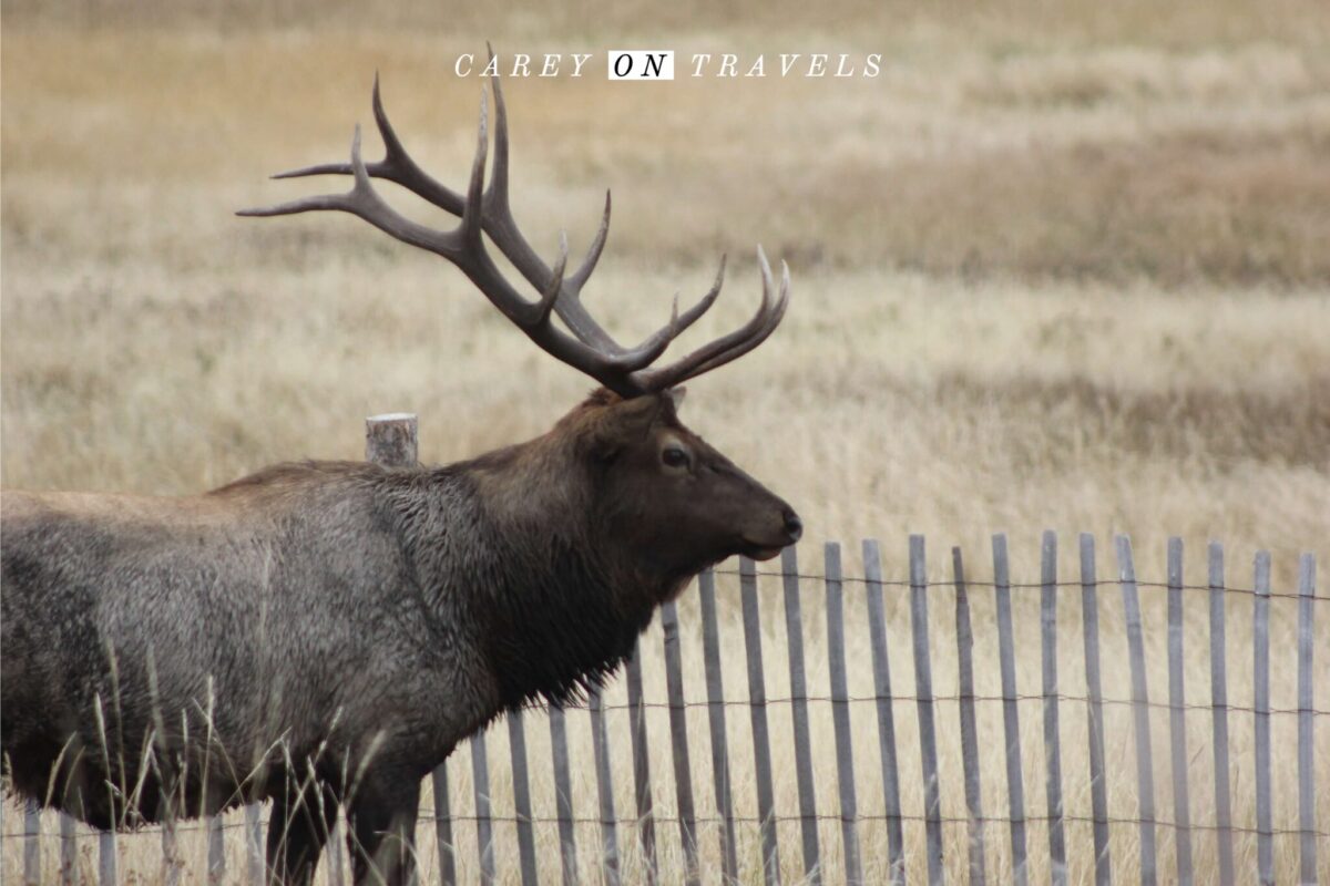 Top 12 Rocky Mountain National Park Hikes - Carey On Travels