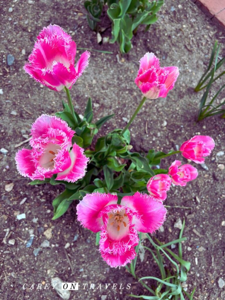 Spring flowers on Spruce St Boulder