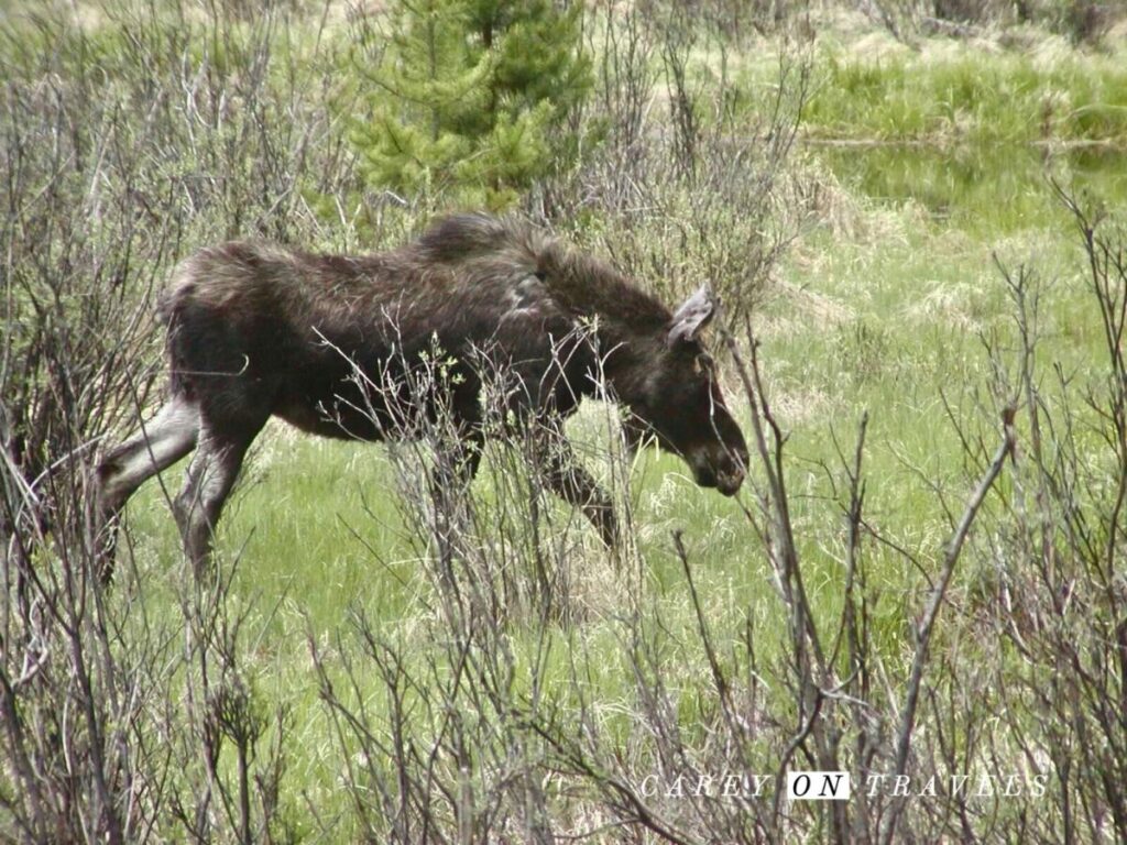RMNP Day Hikes Moose