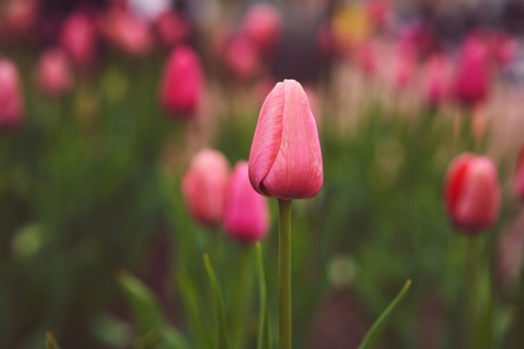 Best time to visit Boulder Colorado spring