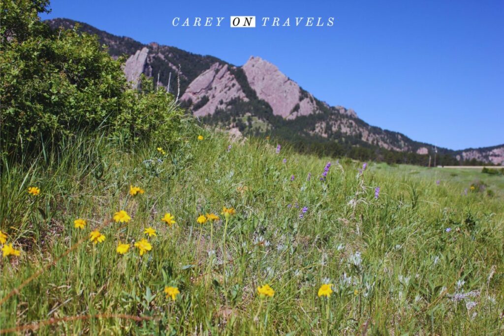 Yellow Wildflowers frame the Flatirons in Boulder