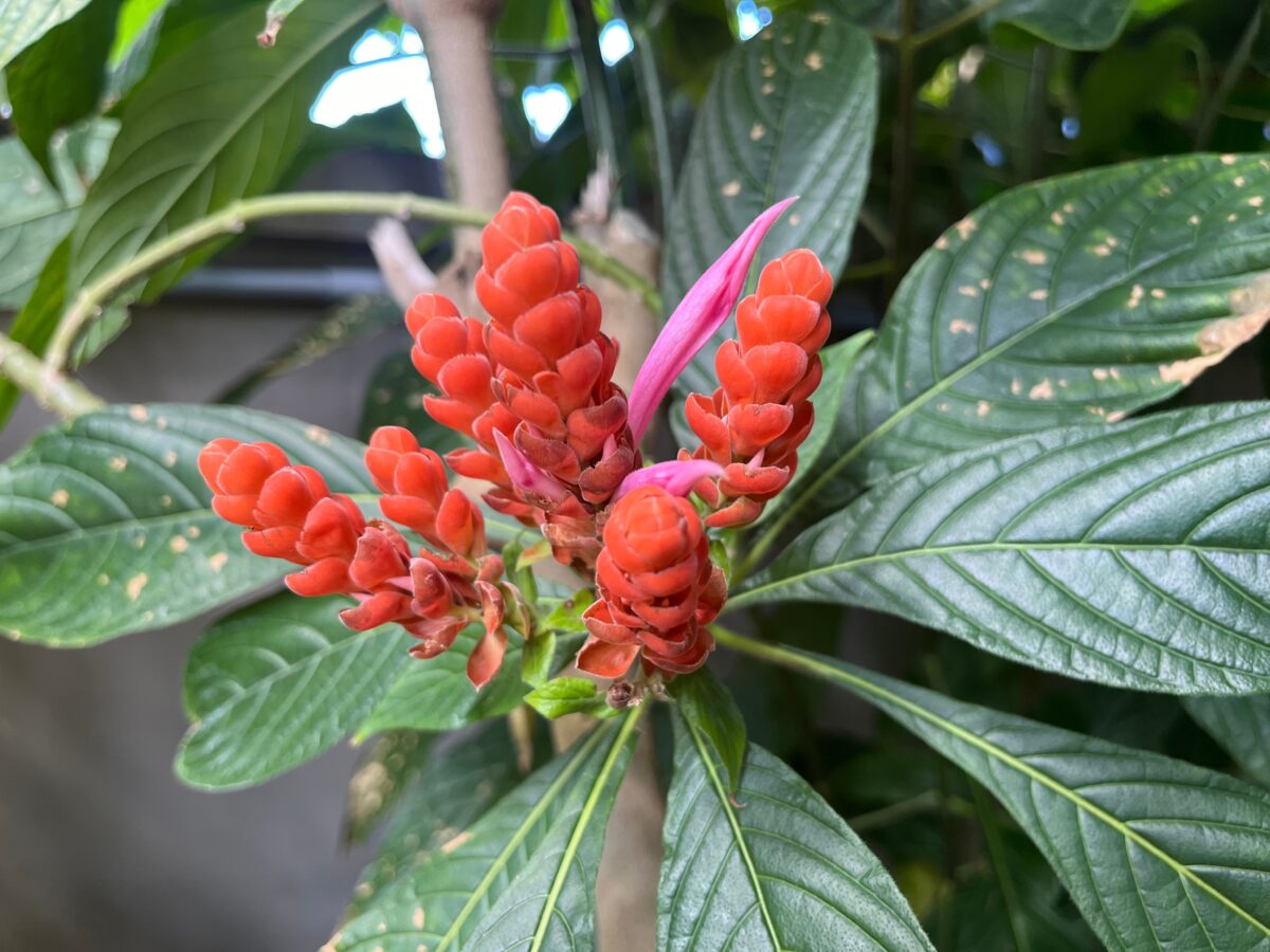 Coral aphelandra