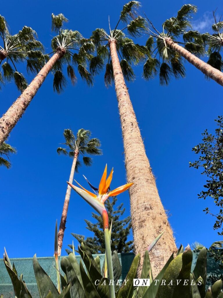 Funchal's Monte Gardens, Madeira