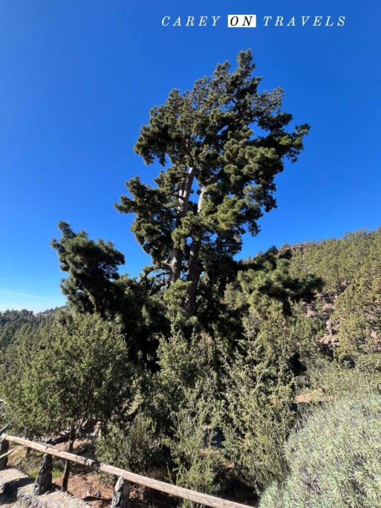 Pino Gordo Tree Tenerife bike tour