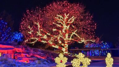 Blossoms of Light December in Colorado