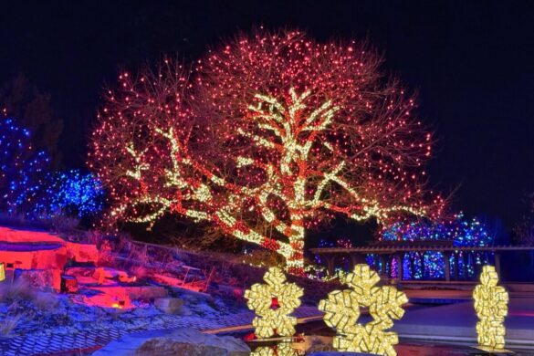 Blossoms of Light December in Colorado