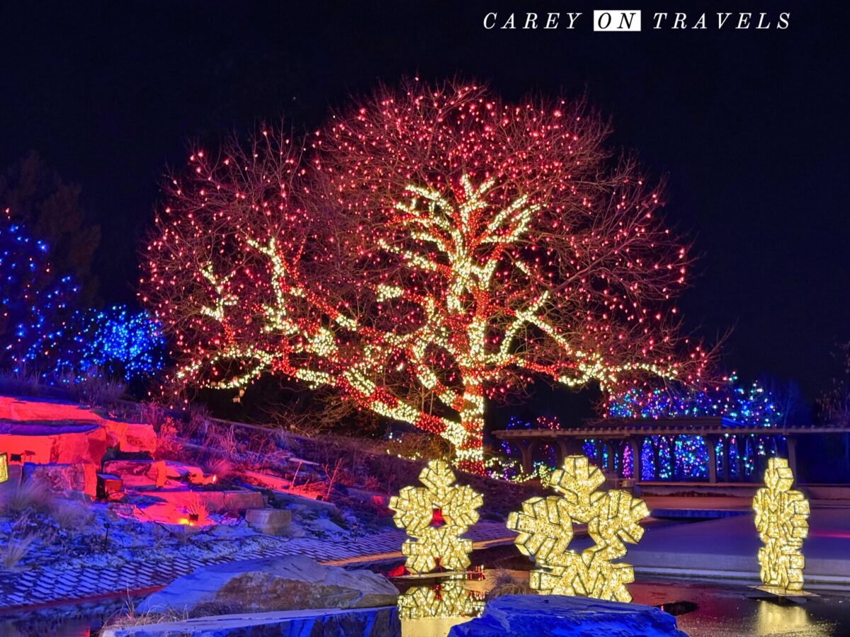 Blossoms of Light December in Colorado