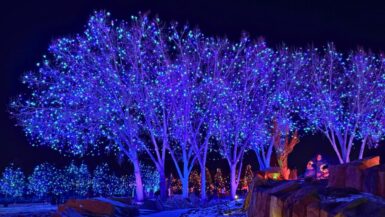 Blossoms of Light at Denver Botanic Gardens