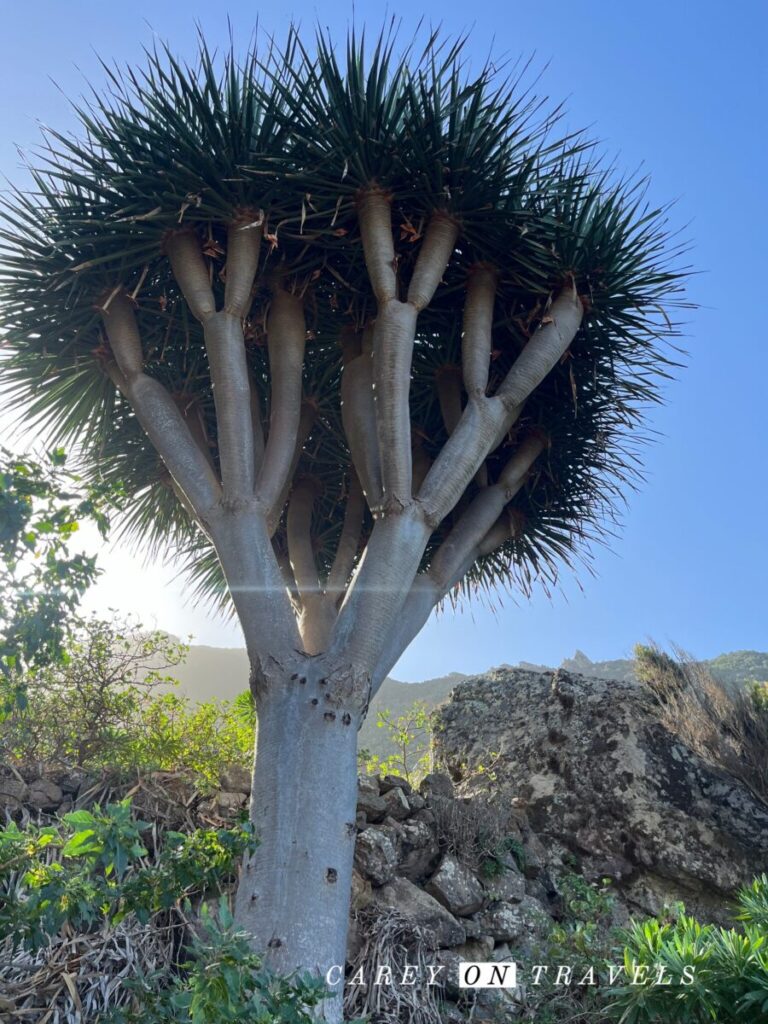 Dragon Tree near Cruz Draguillo, Tenerife