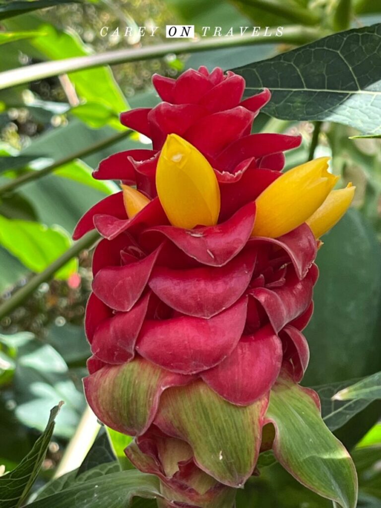 Denver Botanic Gardens tropical plants