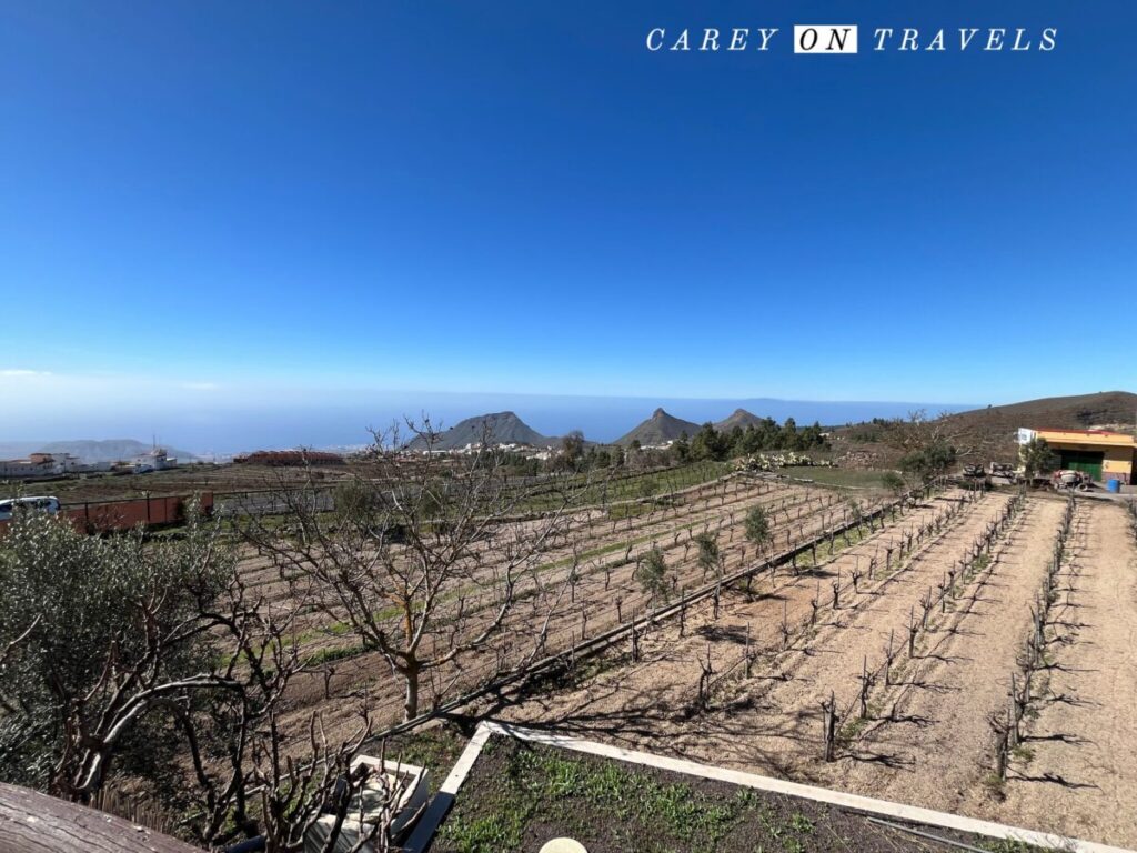 Bodega Reverón vineyards Tenerife