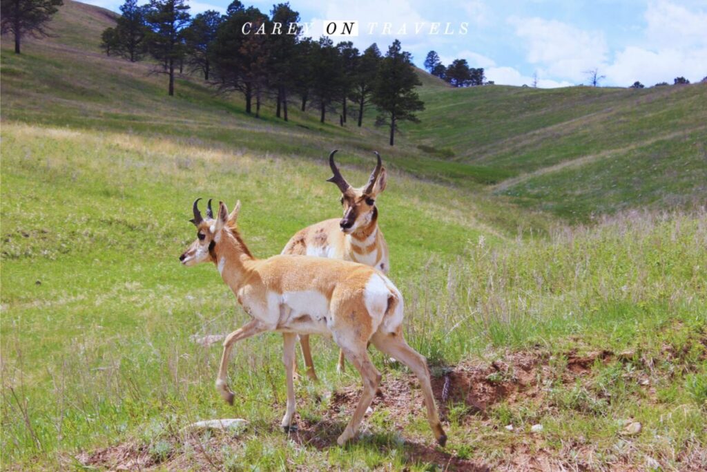 Antelope on the Wildlife Loop Custer State Park