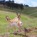Antelope on the Wildlife Loop Custer State Park