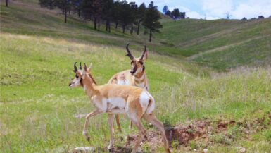 Antelope on the Wildlife Loop Custer State Park