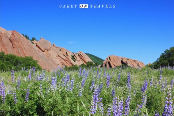 Roxborough State Park wildflowers in June