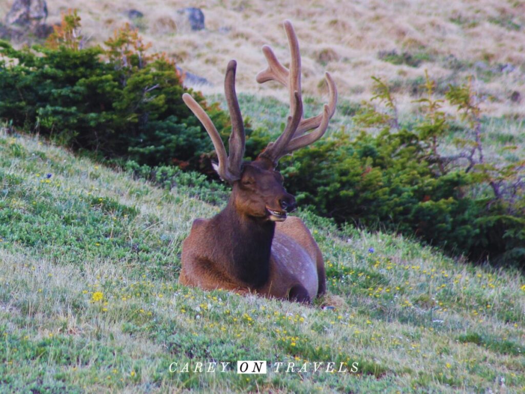 Elk near Medicine Bow Curve RMNP
