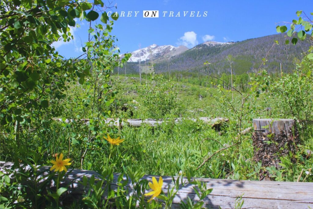 Breckenridge Summer Things to Do Wildflowers on the Rainbow Lake Trail