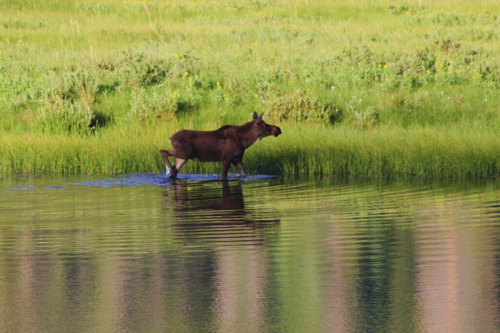 Rocky Mountain National Park Moose at Sheep Lake