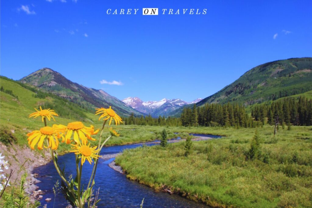 Crested Butte wildflowers along the Lower Loop trail