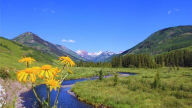 Crested Butte wildflowers along the Lower Loop trail