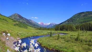 Crested Butte wildflowers along the Lower Loop trail
