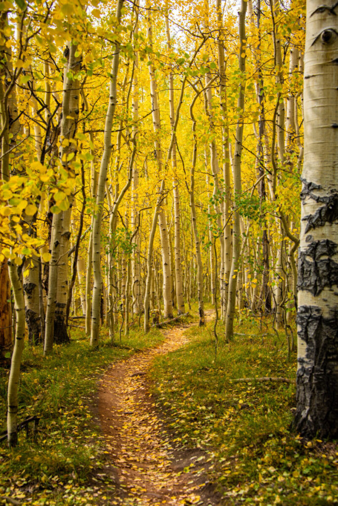 Crested Butte in Fall, photo credit Gunnison Crested Butte Tourism