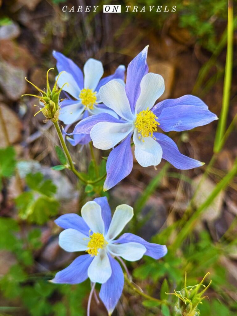 Columbines at Judd Falls Trail in Gothic