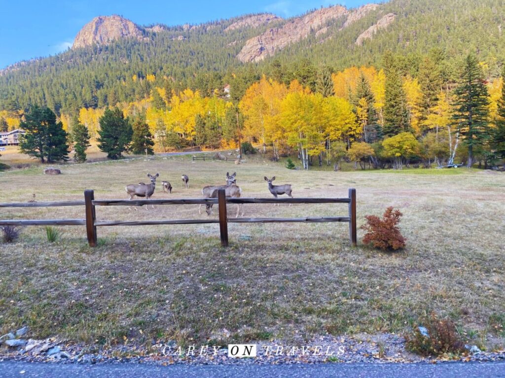 Evergreen Colorado in Fall