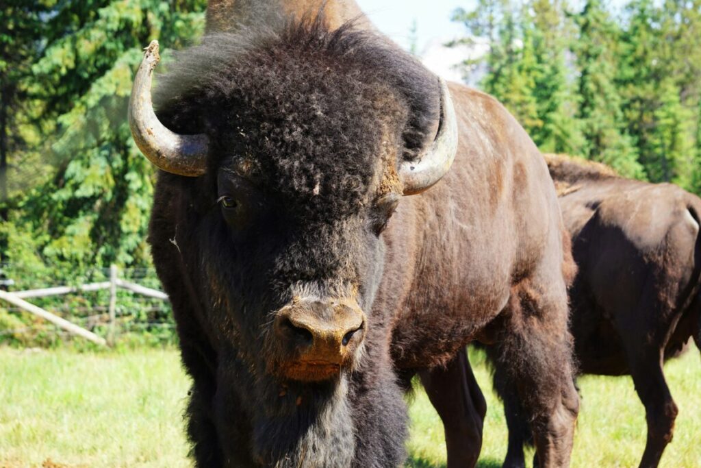 Buffalo Herd Golden Colorado photo credit Maarten van den Hovel on Unsplash