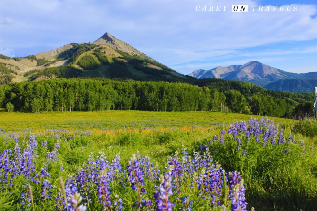 Wildflower Views from the Umbrella Bar in Crested Butte