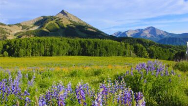Wildflower Views from the Umbrella Bar in Crested Butte
