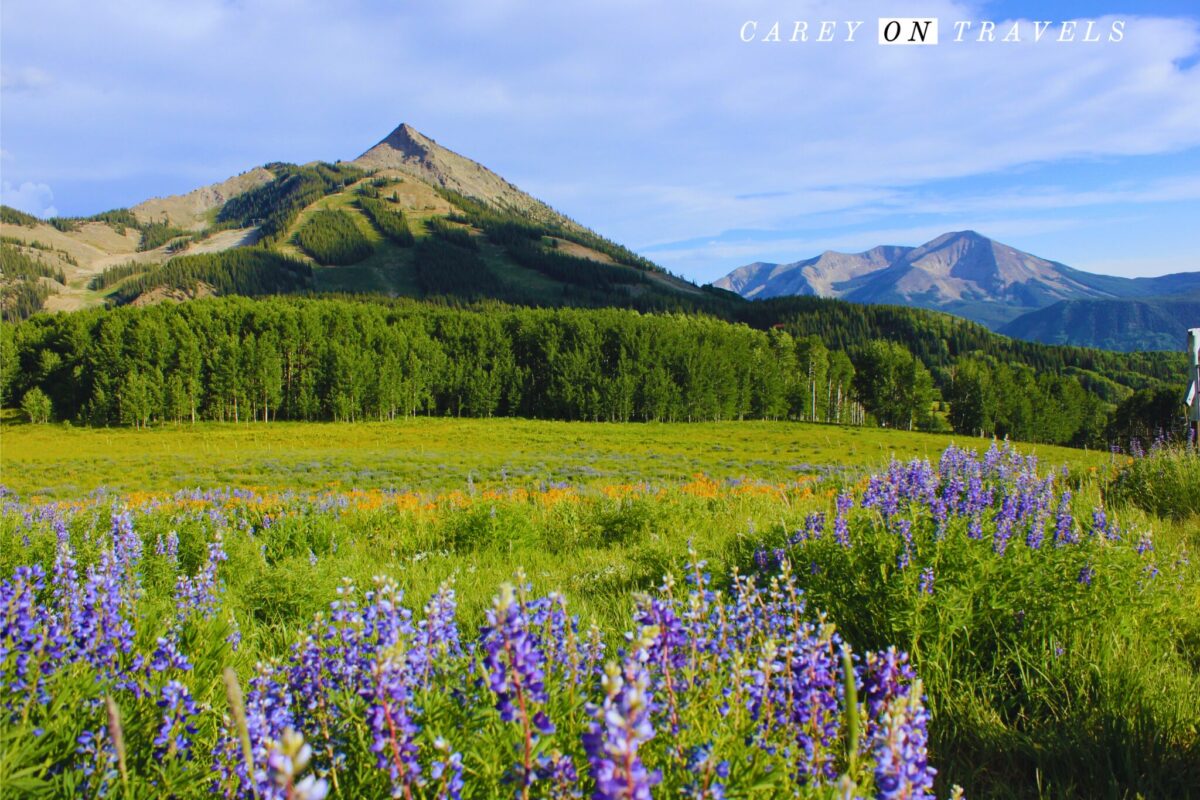 Wildflower Views from the Umbrella Bar in Crested Butte