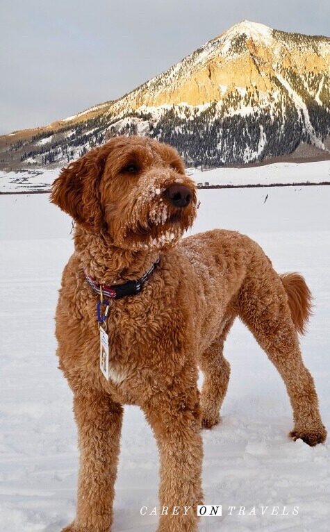 Dog friendly nordic trails in Crested Butte (with an annual pass)