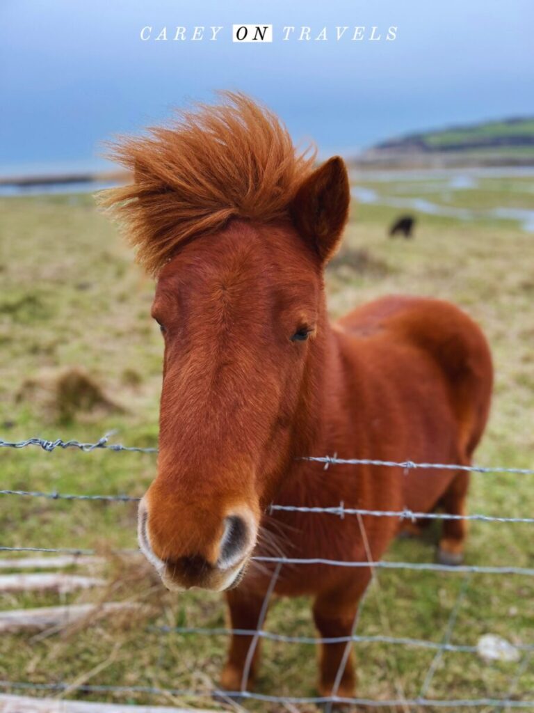 Miniature horses at South Downs National Park