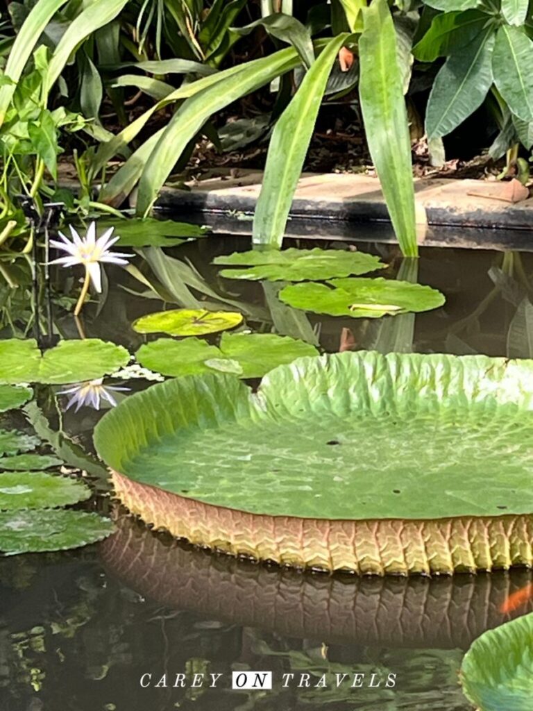 Oxford Botanic Gardens in Winter