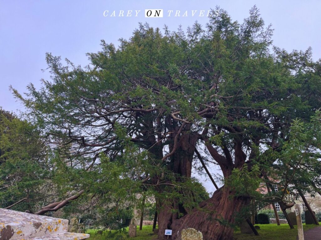 Ancient Yew Tree in Wilmington England