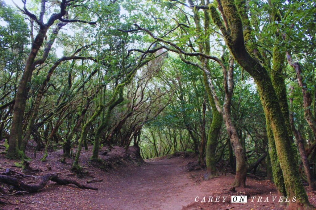 Sendero de los Sentidos (Path of the Senses) Anaga Rural Park Tenerife