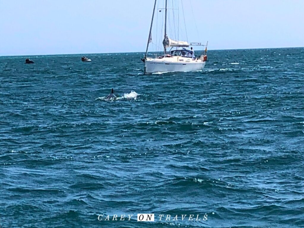 Sailing with dolphin in Troia off of Lisbon